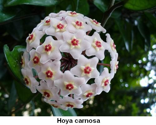 Hoya carnosa.jpg